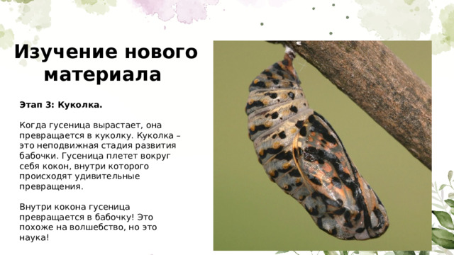 Изучение нового материала Этап 3: Куколка. Когда гусеница вырастает, она превращается в куколку. Куколка – это неподвижная стадия развития бабочки. Гусеница плетет вокруг себя кокон, внутри которого происходят удивительные превращения. Внутри кокона гусеница превращается в бабочку! Это похоже на волшебство, но это наука! 