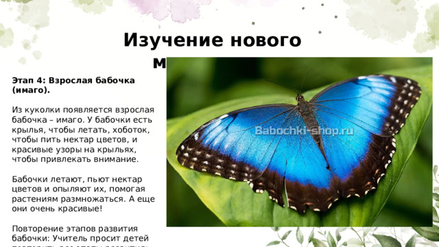 Изучение нового материала Этап 4: Взрослая бабочка (имаго). Из куколки появляется взрослая бабочка – имаго. У бабочки есть крылья, чтобы летать, хоботок, чтобы пить нектар цветов, и красивые узоры на крыльях, чтобы привлекать внимание. Бабочки летают, пьют нектар цветов и опыляют их, помогая растениям размножаться. А еще они очень красивые! Повторение этапов развития бабочки: Учитель просит детей повторить все этапы развития бабочки по порядку. 