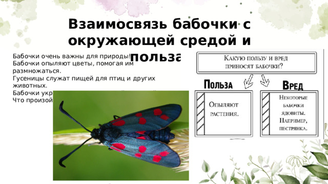 Взаимосвязь бабочки с окружающей средой и польза Бабочки очень важны для природы! Бабочки опыляют цветы, помогая им размножаться. Гусеницы служат пищей для птиц и других животных. Бабочки украшают наш мир своей красотой. Что произойдет, если бабочки исчезнут? 