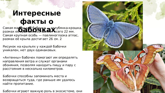 Интересные факты о бабочках Самая маленькая бабочка — голубянка-крошка, размах её крыльев составляет всего 22 мм. Самая крупная особь — павлиноглазка атлас, размах её крыла достигает 26 см. 2 Рисунок на крыльях у каждой бабочки уникален, нет двух одинаковых. «Антенны» бабочек помогают им определять направления ветра и служат органами обоняния, позволяя находить пищу и пару с расстояния в несколько километров. Бабочки способны запоминать места и возвращаться туда, где раньше им удалось найти пропитание. Бабочки играют важную роль в экосистеме, они опыляют цветы и помогают распространять семена растений. В Китае бабочки считаются символом любви и влюблённых. 