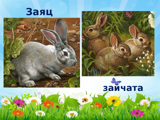 Заяц зайчата 