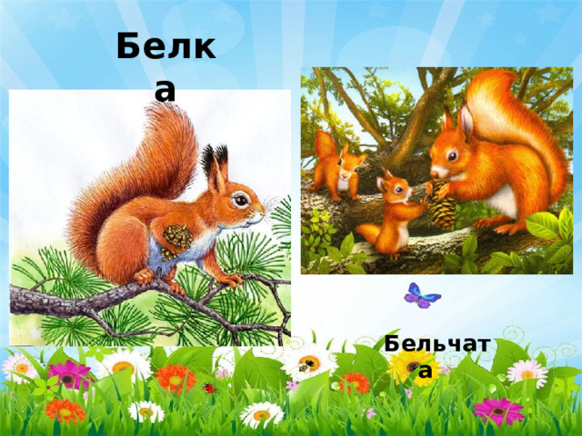 Белка  Бельчата 