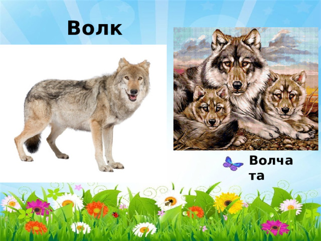 Волк Волчата 