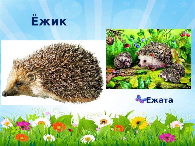 Ёжик Ежата 