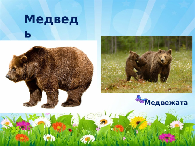 Медведь Медвежата 