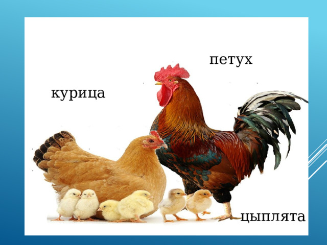 петух курица цыплята 