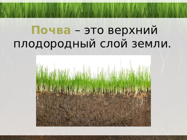 Почва – это верхний плодородный слой земли. 