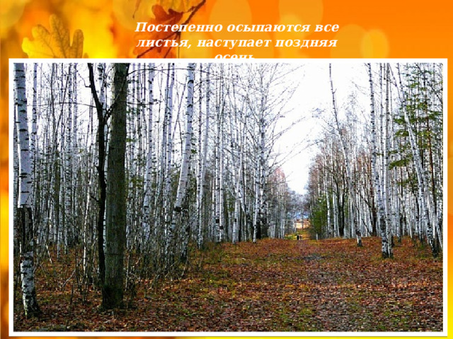 Постепенно осыпаются все листья, наступает поздняя осень. 