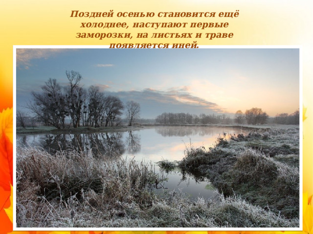 Поздней осенью становится ещё холоднее, наступают первые заморозки, на листьях и траве появляется иней. 