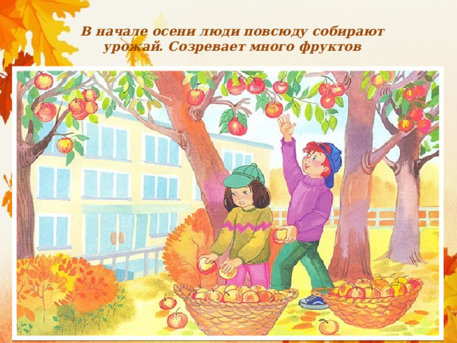 В начале осени люди повсюду собирают урожай. Созревает много фруктов 