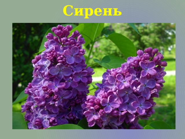 Сирень 