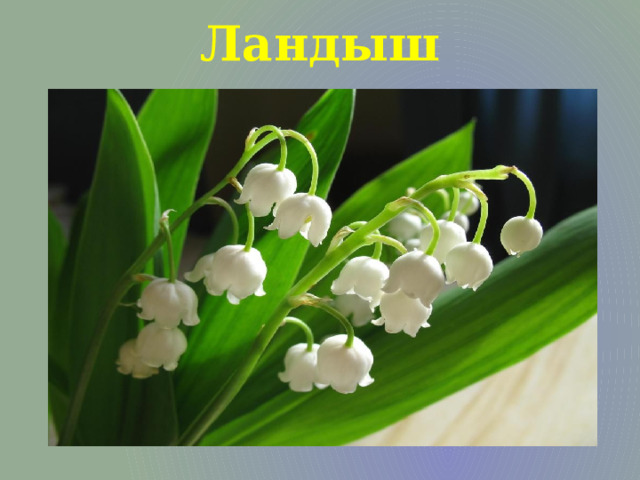 Ландыш 