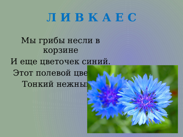 Л И В К А Е С Мы грибы несли в корзине И еще цветочек синий. Этот полевой цветок - Тонкий нежный... 