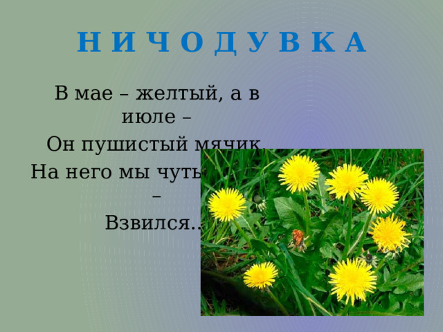 Н И Ч О Д У В К А В мае – желтый, а в июле – Он пушистый мячик. На него мы чуть подули – Взвился... 