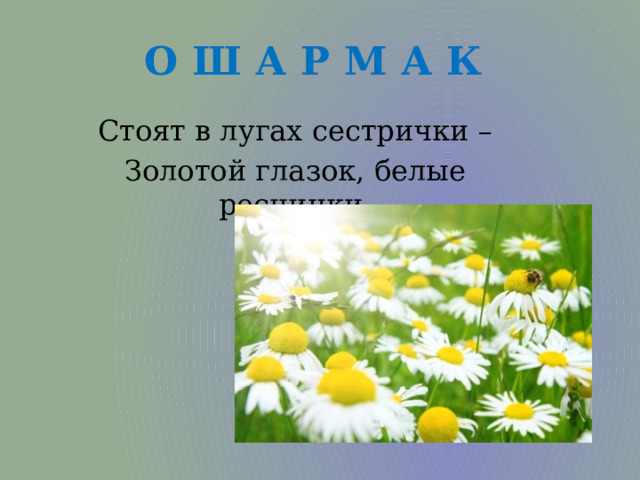 О Ш А Р М А К Стоят в лугах сестрички – Золотой глазок, белые реснички. 