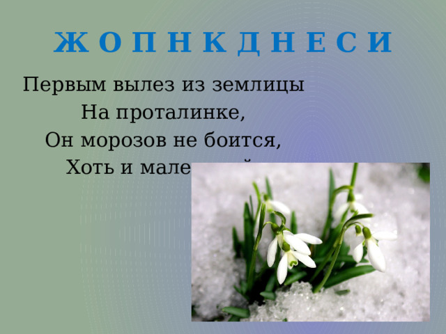 Ж О П Н К Д Н Е С И Первым вылез из землицы На проталинке, Он морозов не боится, Хоть и маленький. 