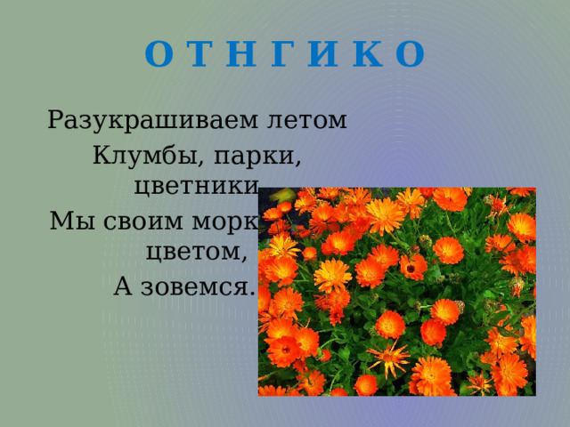 О Т Н Г И К О Разукрашиваем летом Клумбы, парки, цветники Мы своим морковным цветом, А зовемся... 