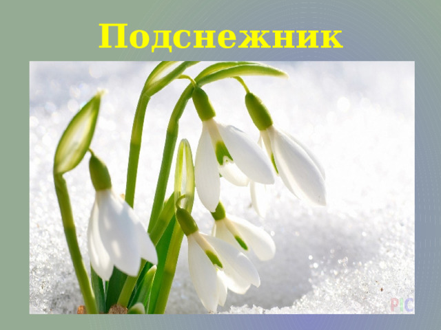 Подснежник 