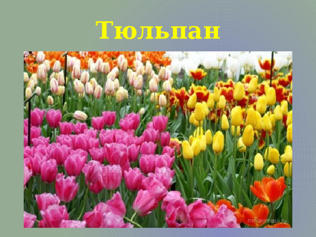 Тюльпан 