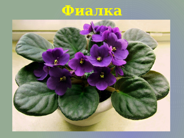 Фиалка 