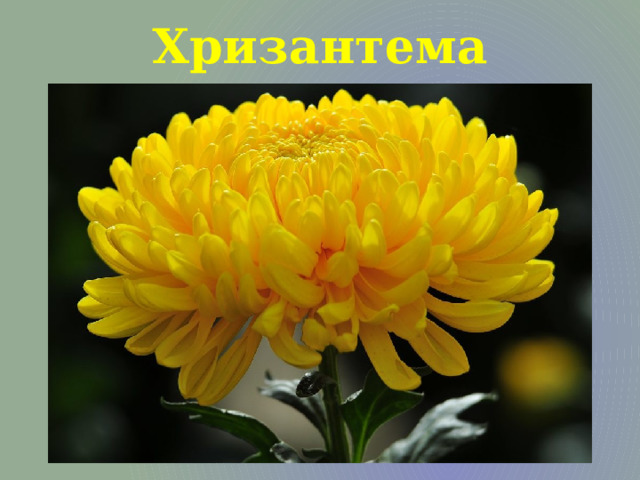 Хризантема 