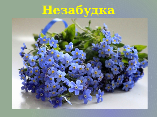 Незабудка 