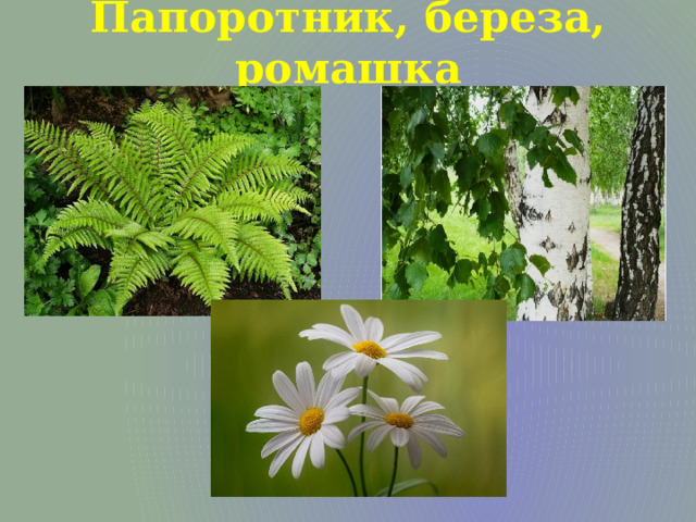 Папоротник, береза, ромашка 