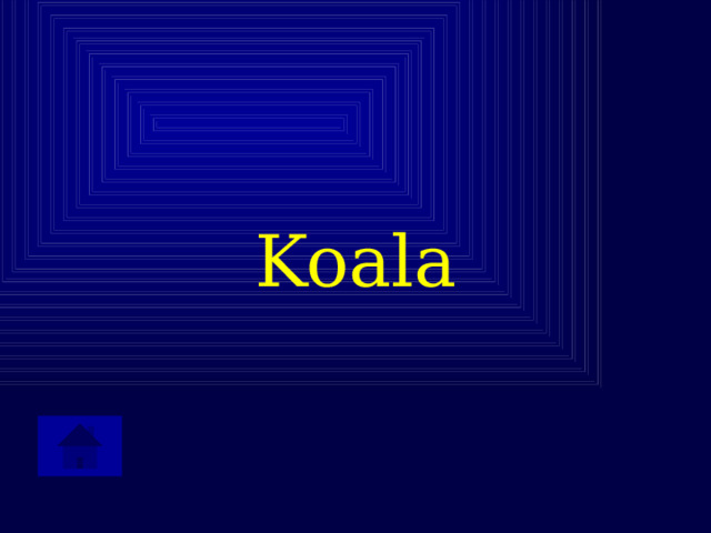 Koala 