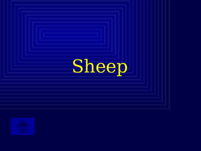 Sheep 