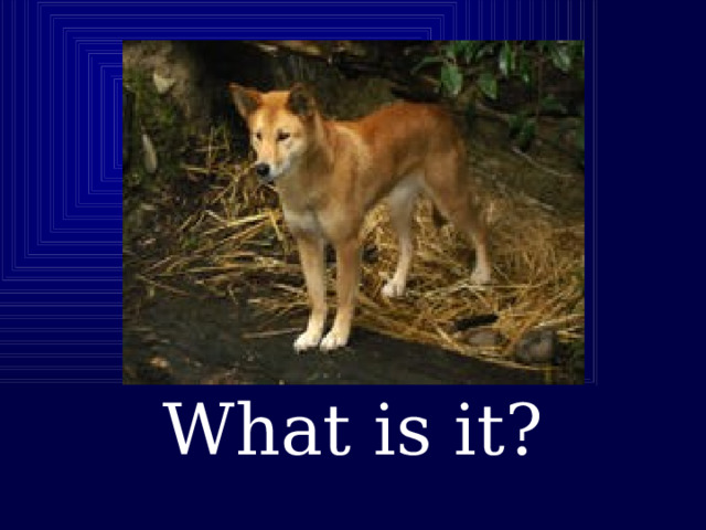     What is it? 