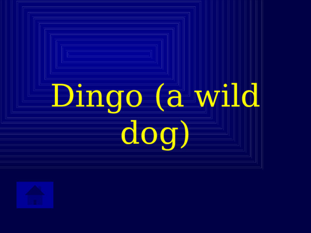 Dingo (a wild dog) 