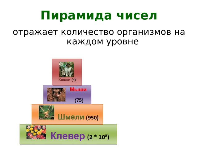 Пирамида чисел отражает количество организмов на каждом уровне 