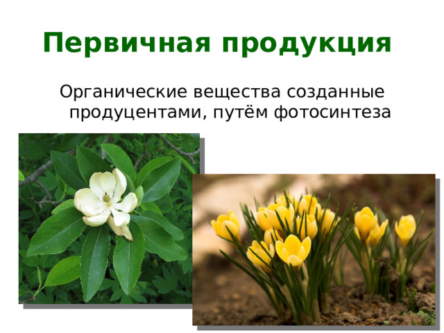 Первичная продукция Органические вещества созданные продуцентами, путём фотосинтеза 