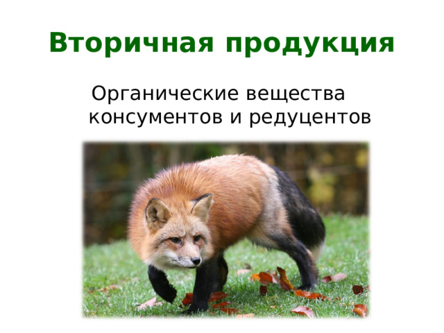 Вторичная продукция Органические вещества консументов и редуцентов 