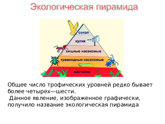 Общее число трофических уровней редко бывает более четырех—шести.  Данное явление, изображенное графически, получило название экологическая пирамида 