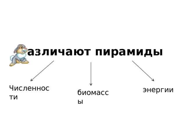 Различают пирамиды Численности энергии биомассы 
