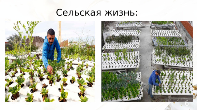 Сельская жизнь: 6 