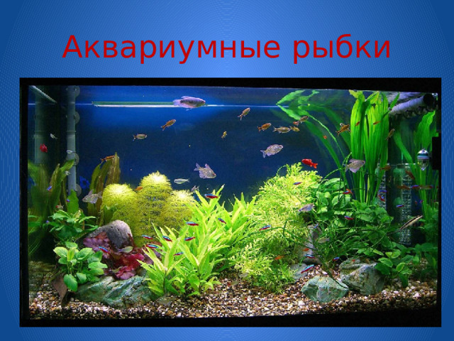 Аквариумные рыбки 