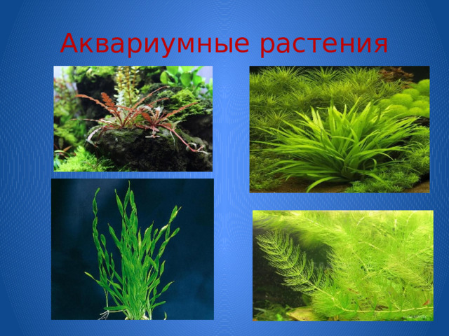 Аквариумные растения 