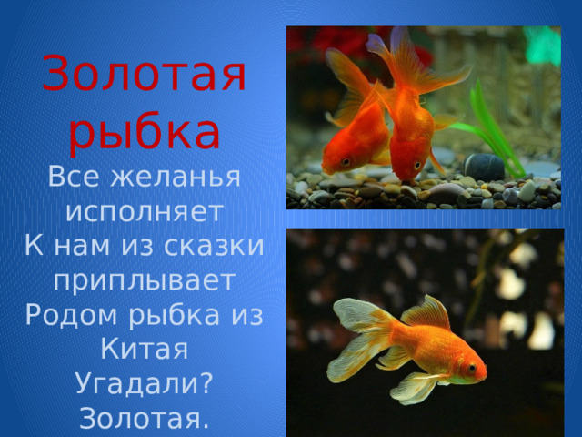  Золотая рыбка  Все желанья исполняет  К нам из сказки приплывает  Родом рыбка из Китая  Угадали? Золотая. 