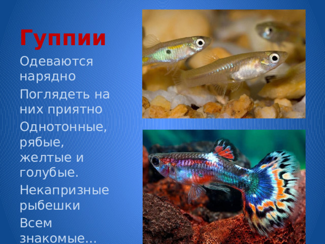 Гуппии Одеваются нарядно Поглядеть на них приятно Однотонные, рябые, желтые и голубые. Некапризные рыбешки Всем знакомые…   Гупешки 