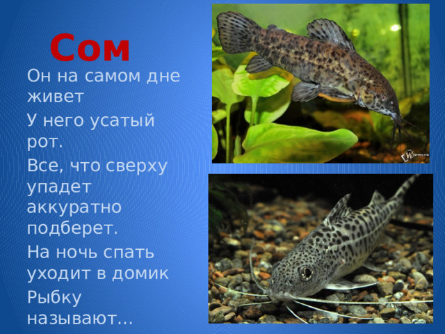  Сом Он на самом дне живет У него усатый рот. Все, что сверху упадет аккуратно подберет. На ночь спать уходит в домик Рыбку называют…   Сомик 