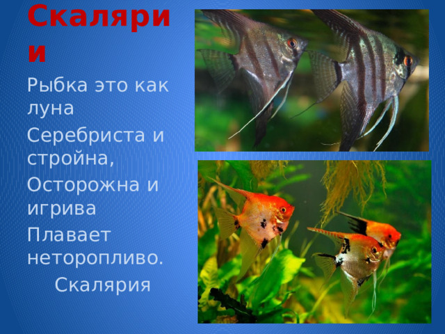 Скалярии Рыбка это как луна Серебриста и стройна, Осторожна и игрива Плавает неторопливо.   Скалярия 