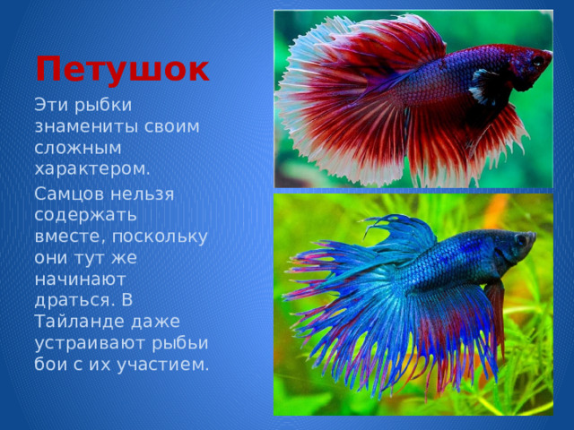 Петушок Эти рыбки знамениты своим сложным характером. Самцов нельзя содержать вместе, поскольку они тут же начинают драться. В Тайланде даже устраивают рыбьи бои с их участием. 