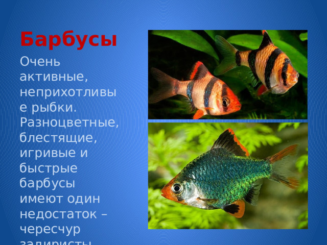 Барбусы Очень активные, неприхотливые рыбки. Разноцветные, блестящие, игривые и быстрые барбусы имеют один недостаток – чересчур задиристы. 