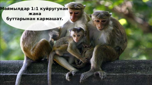 Маймылдар 1:1 куйругунан  жана  буттарынан кармашат.  