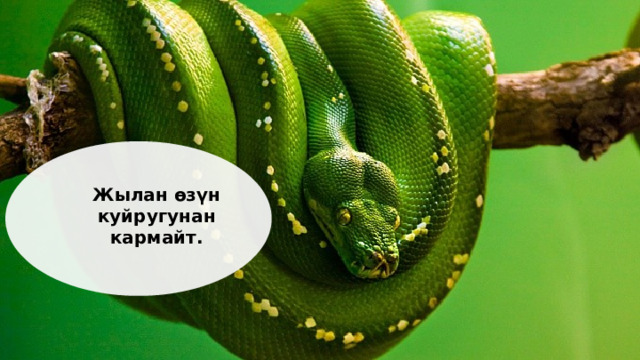 Жылан өзүн куйругунан кармайт.  