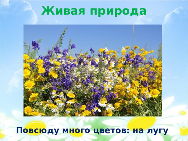 Живая природа Повсюду много цветов: на лугу 
