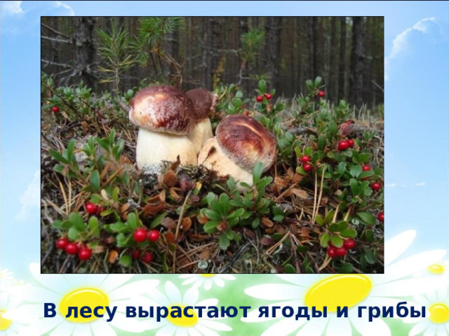 В лесу вырастают ягоды и грибы 