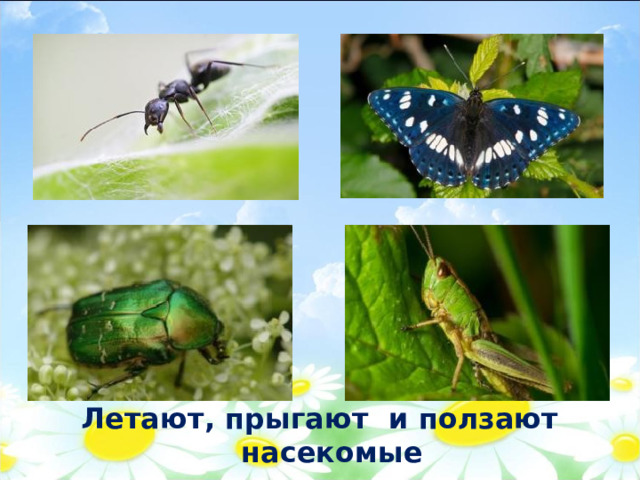 Летают, прыгают и ползают насекомые 